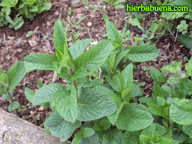 Cultivo y cuidados de la hierbabuena